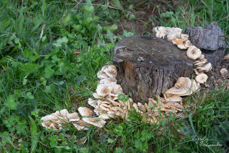 lentinus-01_1.jpg