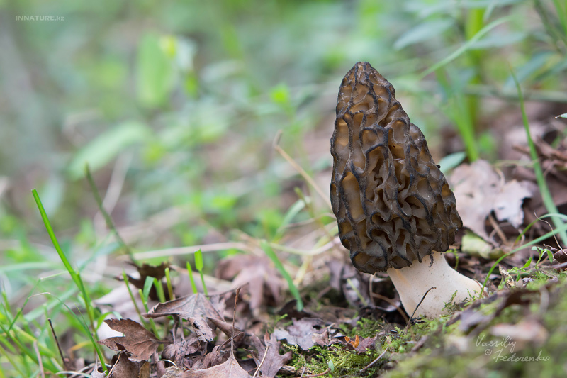 morchella-sp-01.jpg