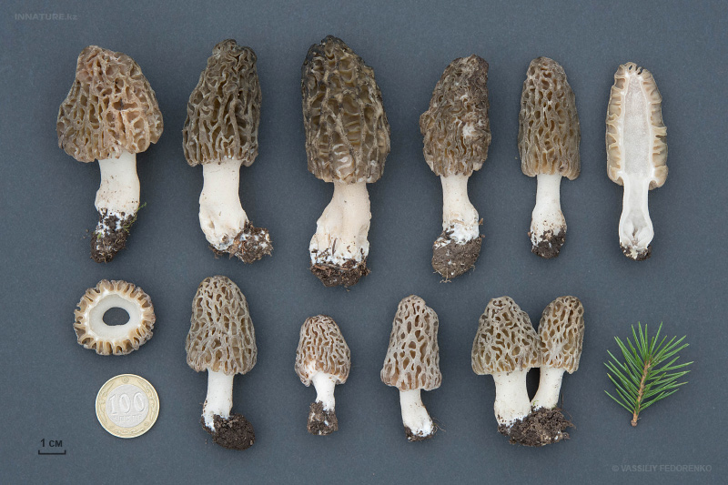 morchella-sp-09.jpg