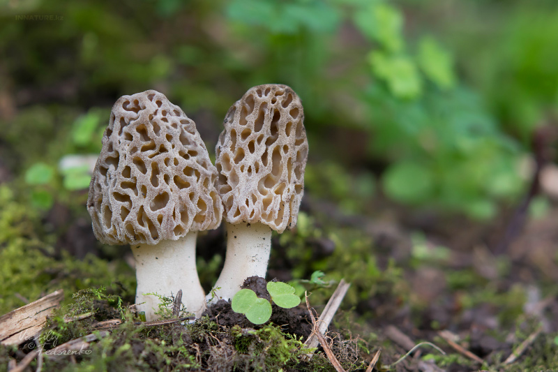 morchella-sp.jpg