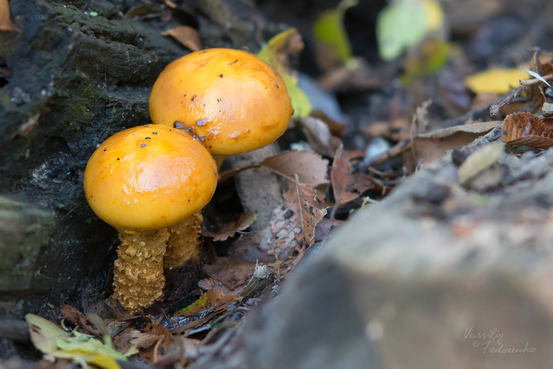 pholiota-adiposa_01.jpg