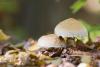 pholiota-populnea_01_t1.jpg