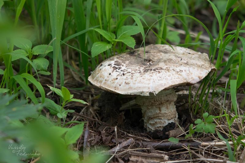 agaricus_01.jpg