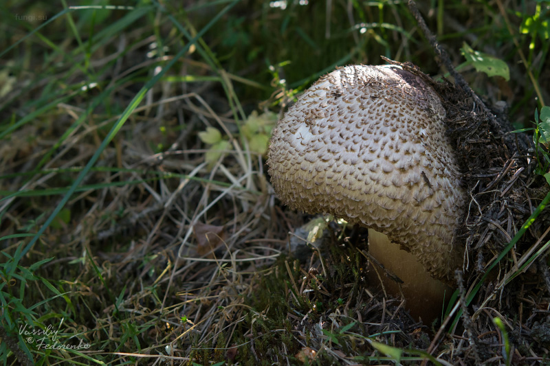 agaricus_01_1.jpg