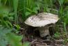 agaricus_01_t1.jpg