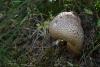 agaricus_01_t1_1.jpg