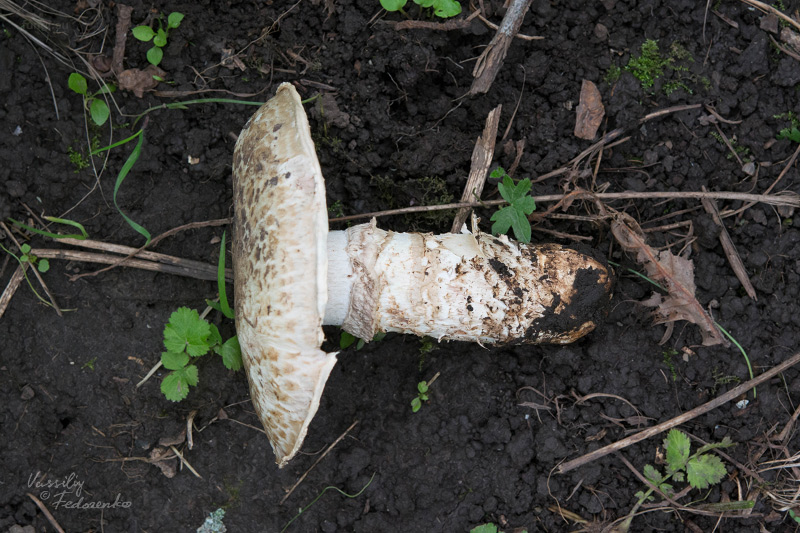 agaricus_02.jpg