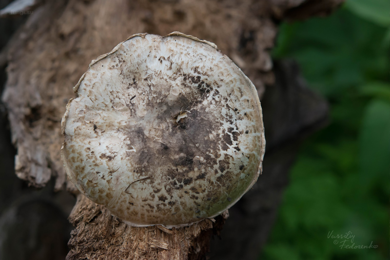 agaricus_03.jpg