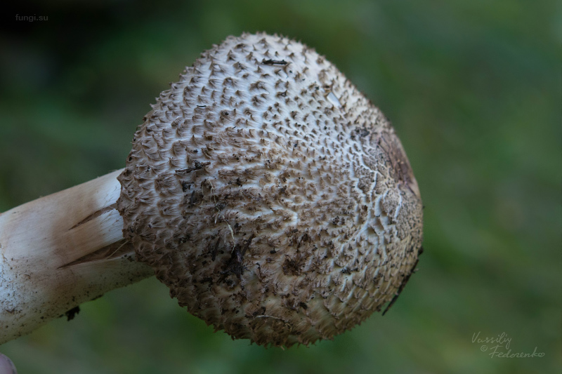 agaricus_03_1.jpg