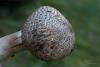 agaricus_03_t1_1.jpg