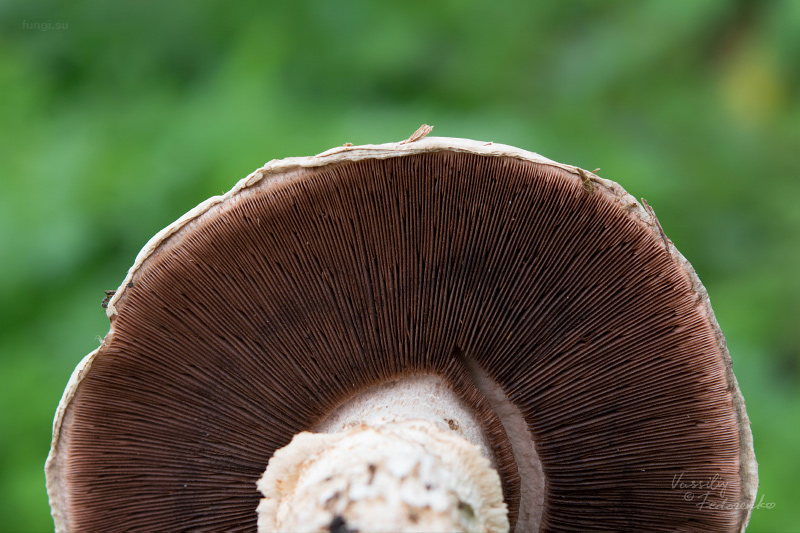 agaricus_04.jpg