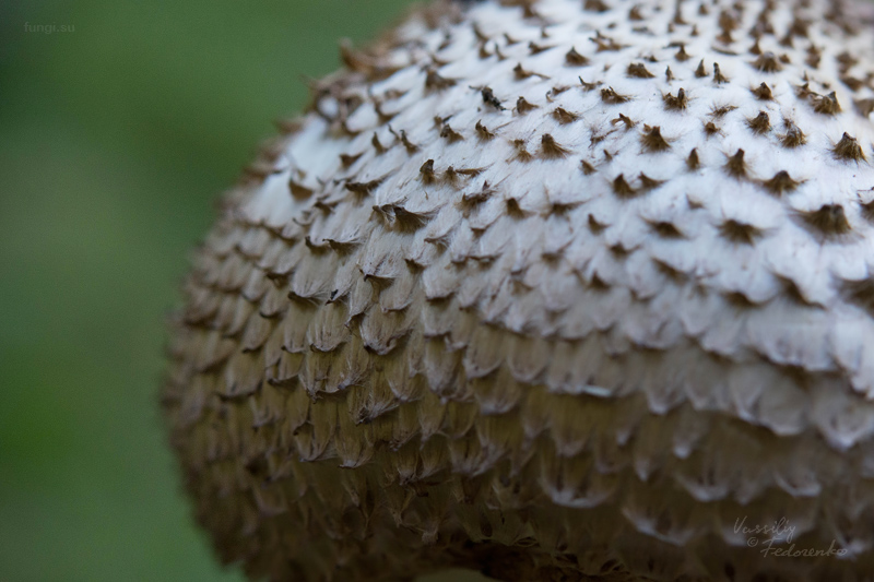 agaricus_04_1.jpg