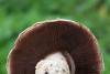 agaricus_04_t1.jpg