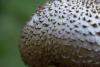 agaricus_04_t1_1.jpg