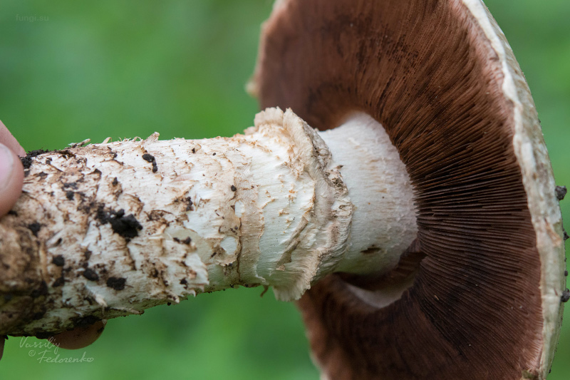 agaricus_05.jpg