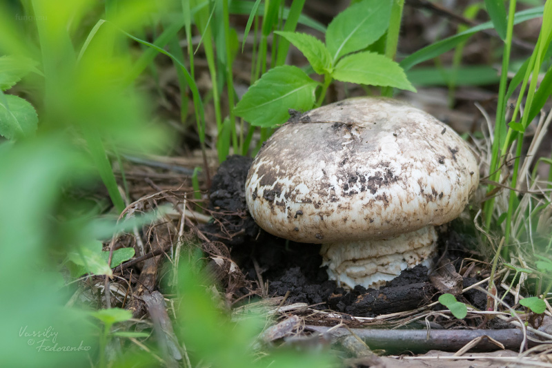 agaricus_07.jpg