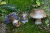 cortinarius-fulvoochrascens_01_t1.jpg