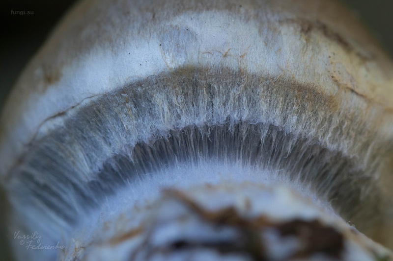 cortinarius-fulvoochrascens_02.jpg