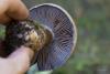 cortinarius-fulvoochrascens_03_t1.jpg