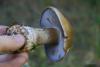 cortinarius-fulvoochrascens_04_t1.jpg