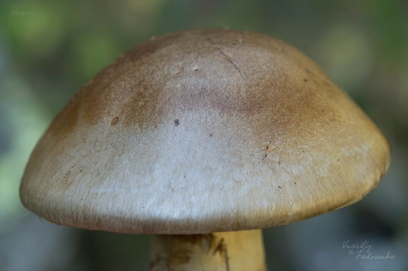 cortinarius-fulvoochrascens_05.jpg