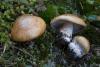 cortinarius-glaucopus_01_t1.jpg