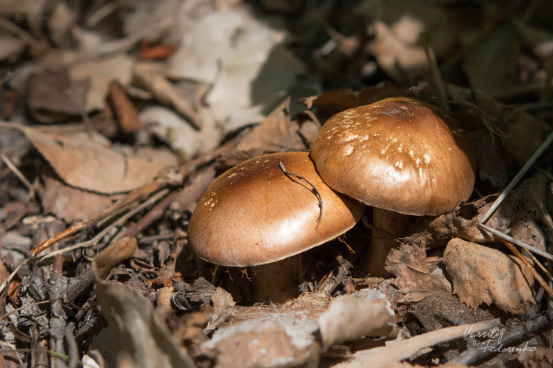 cortinarius_01_1.jpg