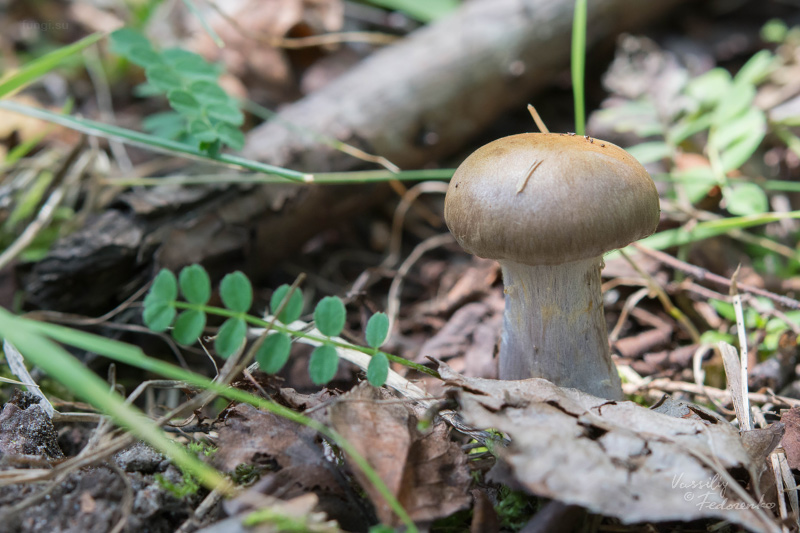 cortinarius_01_2.jpg