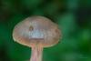 cortinarius_01_t1.jpg