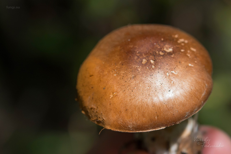 cortinarius_02_1.jpg