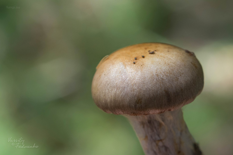 cortinarius_02_2.jpg