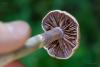 cortinarius_02_t1.jpg