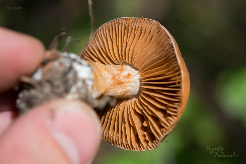 cortinarius_03_1.jpg