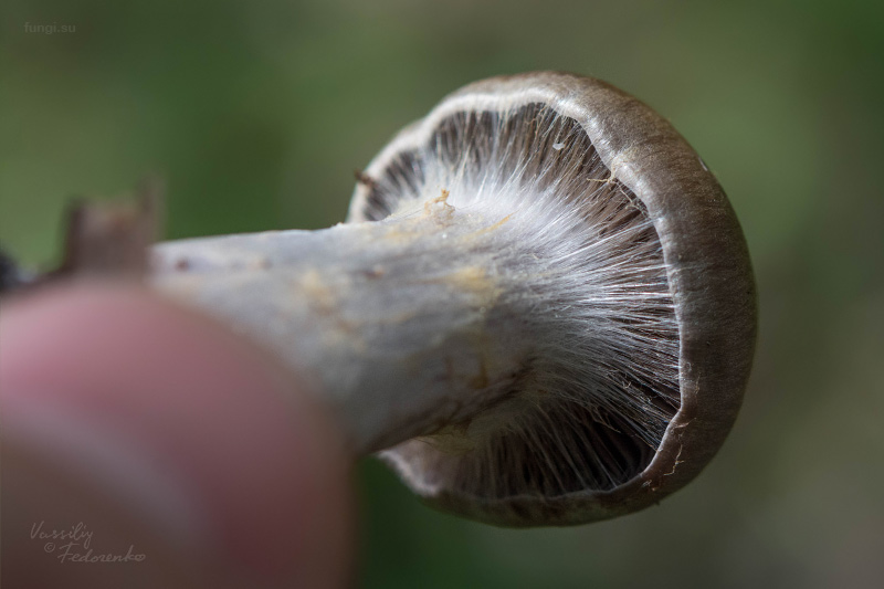 cortinarius_03_2.jpg