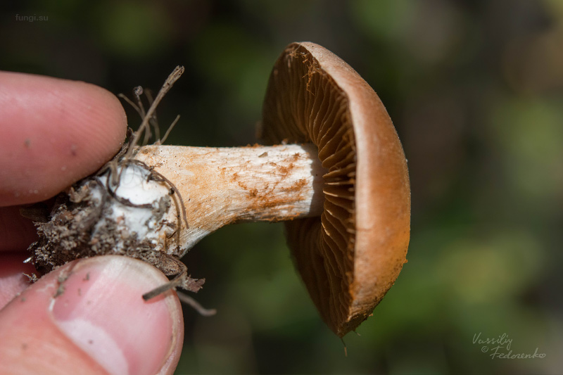 cortinarius_04.jpg