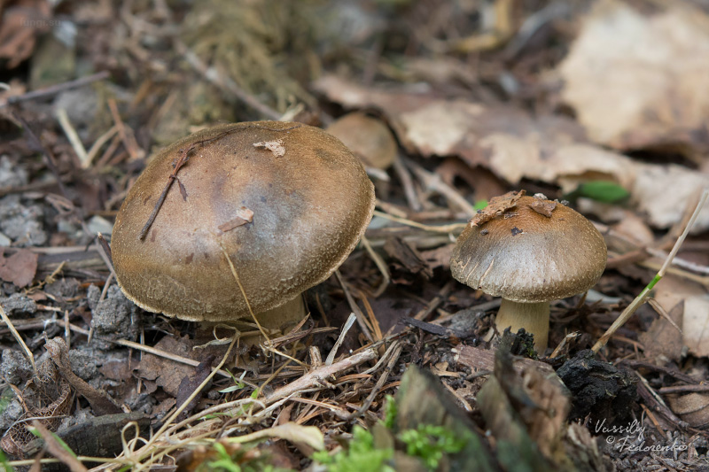 cortinarius_05.jpg