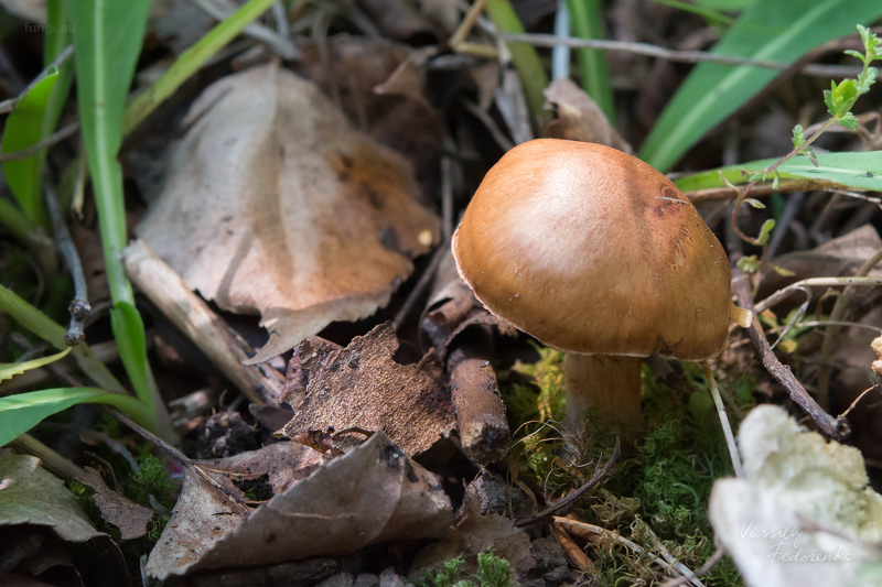 cortinarius_05_1.jpg