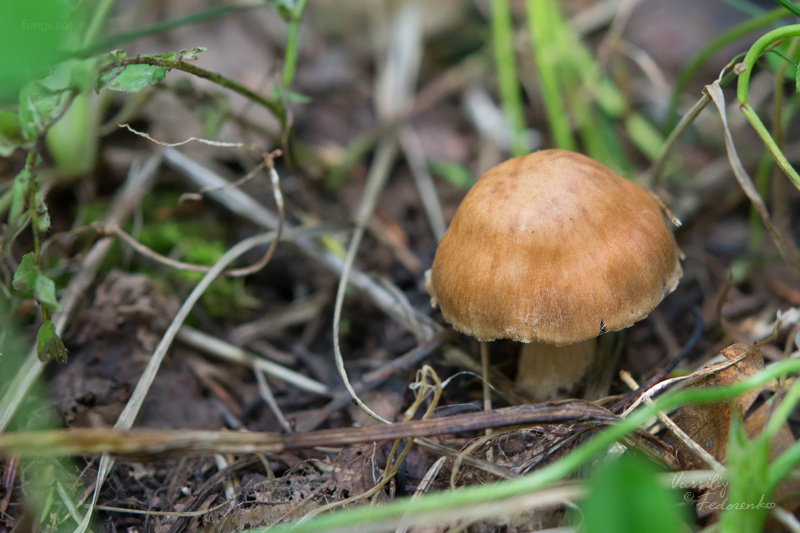 cortinarius_06_1.jpg