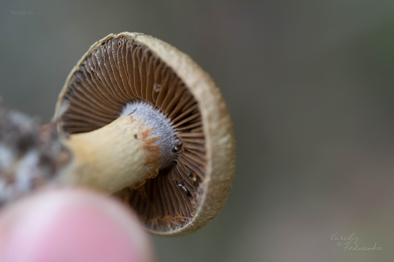 cortinarius_07.jpg