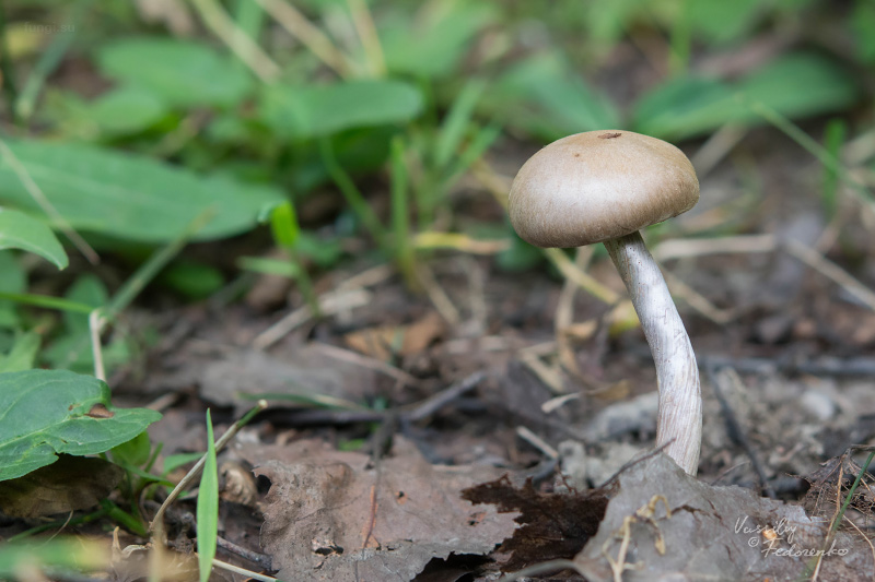 cortinarius_07_1.jpg