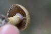 cortinarius_07_t1.jpg