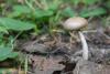 cortinarius_07_t1_1.jpg