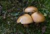 cortinarius_multiformis_01_t1.jpg