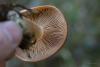 cortinarius_multiformis_02_t1.jpg