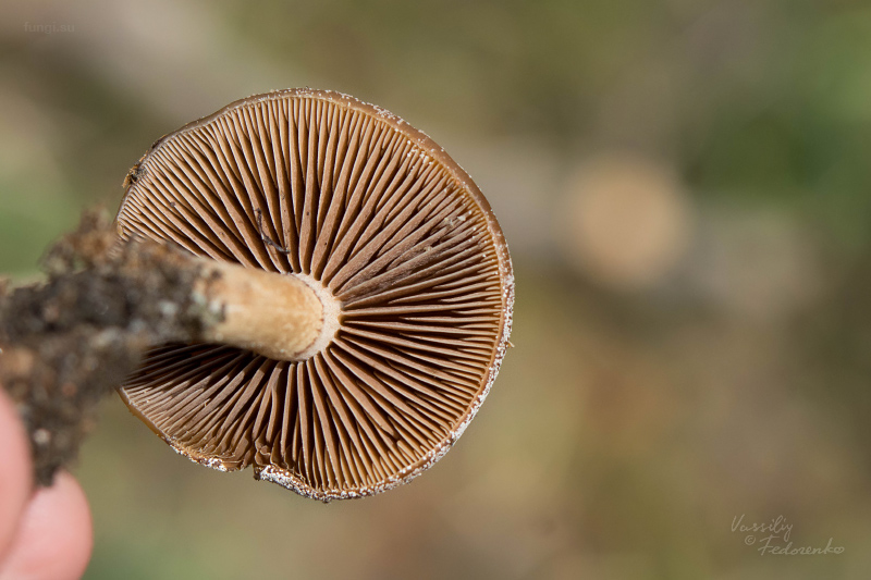 fungi_04_1.jpg