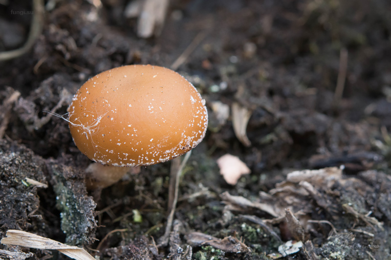 fungi_06.jpg