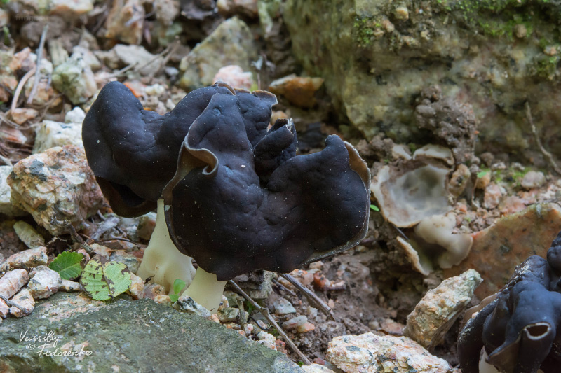 helvella-leucopus_01.jpg