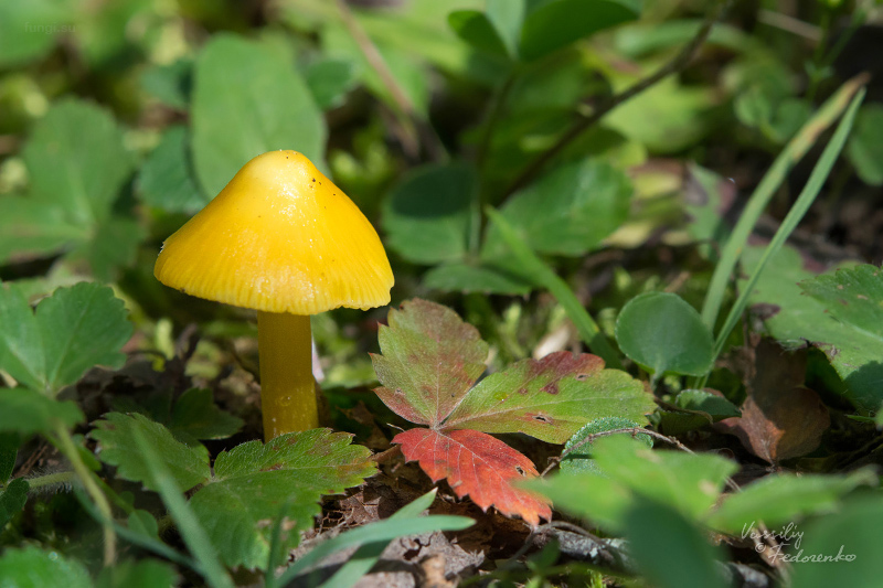 hygrocybe_01.jpg