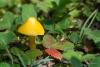 hygrocybe_01_t1.jpg