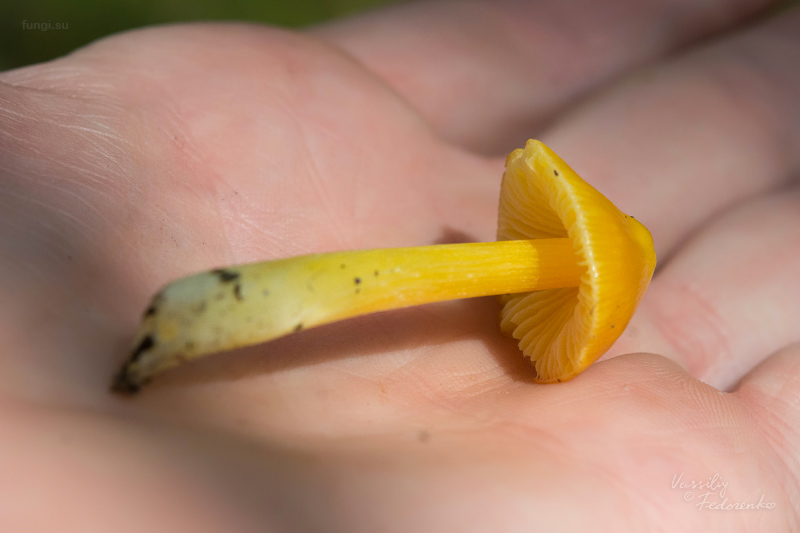 hygrocybe_03.jpg